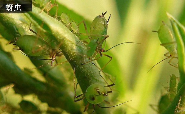 广藿香虫害如何防治?