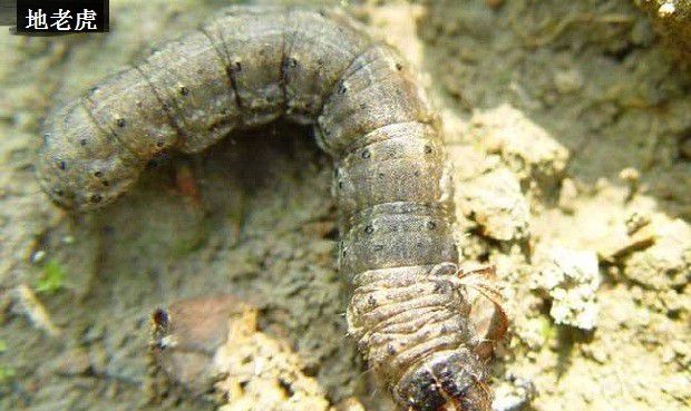 广藿香虫害如何防治?