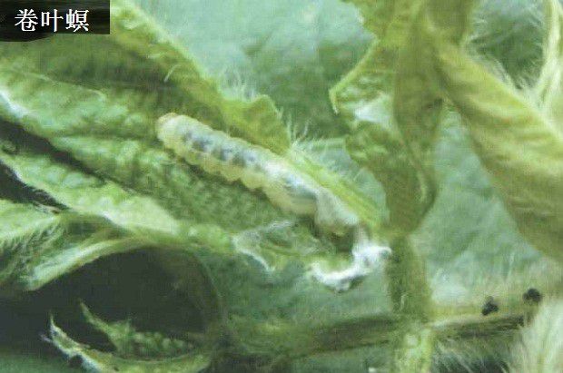 广藿香虫害如何防治?