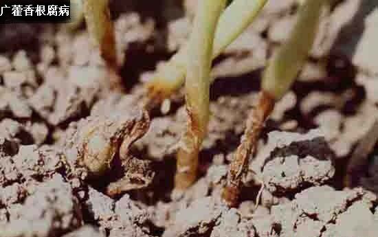 广藿香病害如何防治？