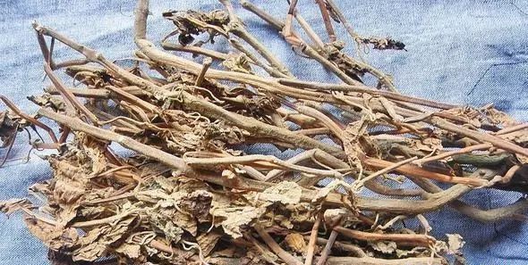 种植广藿香如何采收加工?