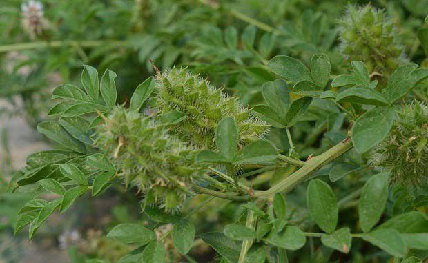刺果甘草品种介绍