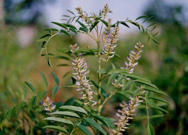 光果甘草品种介绍