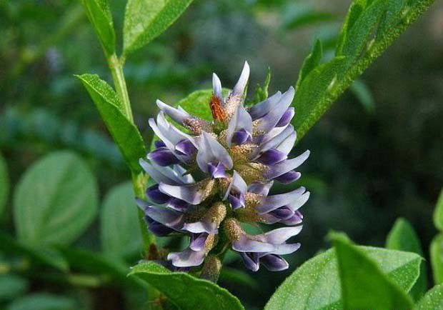 光果甘草品种介绍