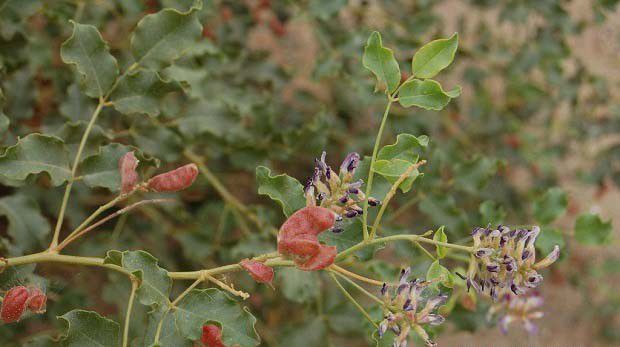 胀果甘草品种介绍
