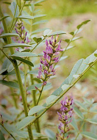 胀果甘草品种介绍