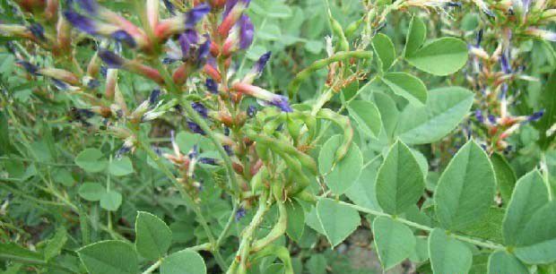 胀果甘草品种介绍