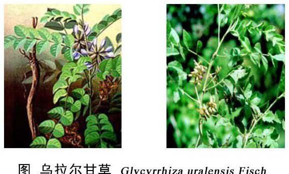 乌拉尔甘草品种介绍