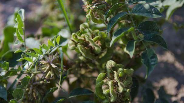 乌拉尔甘草品种介绍