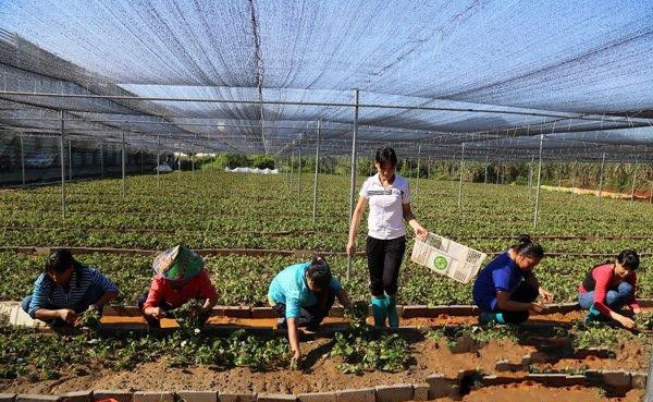 广藿香苗如何移栽?