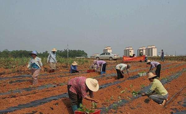 广藿香苗如何移栽?