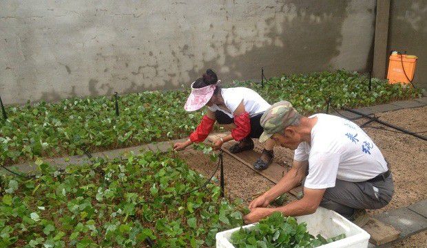 广藿香如何繁殖？