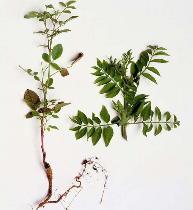 甘草的茎与根状茎