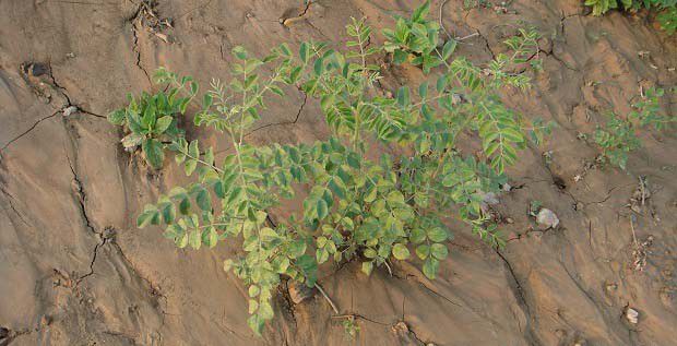 甘草对生态的作用