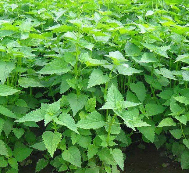 广藿香有哪些品种?