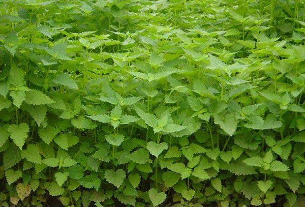 广藿香有哪些品种?