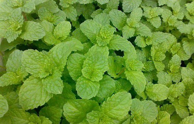 怎么样的环境适宜种植广藿香?