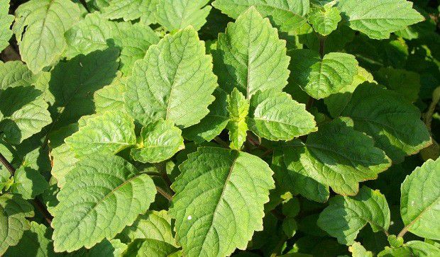 怎么样的环境适宜种植广藿香?