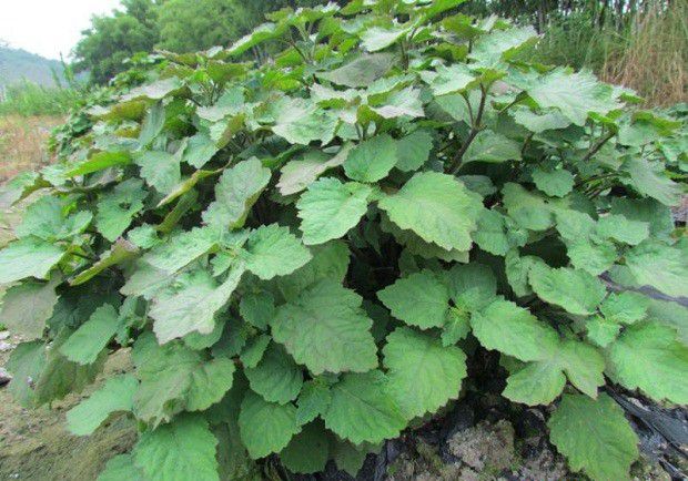 怎么样的环境适宜种植广藿香?