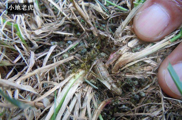 种植薄荷需要防治哪些虫害?