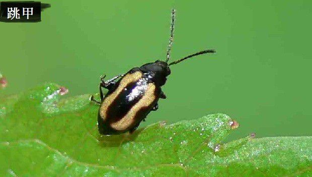 种植薄荷需要防治哪些虫害？