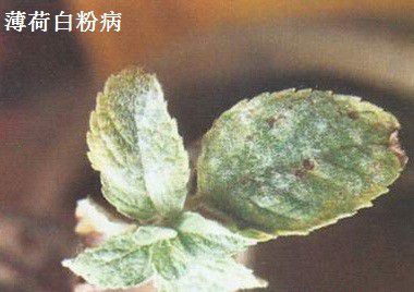 种植薄荷需要防治哪些病害?