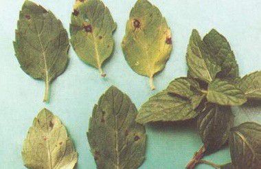 种植薄荷需要防治哪些病害?