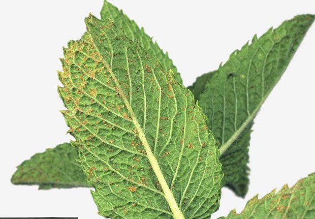 种植薄荷需要防治哪些病害?