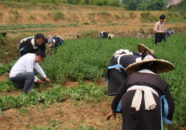 种植薄荷如何采收和加工?