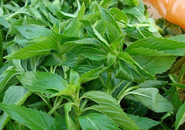 种植薄荷如何采收和加工?