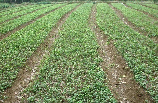 种植薄荷如何留种育苗?