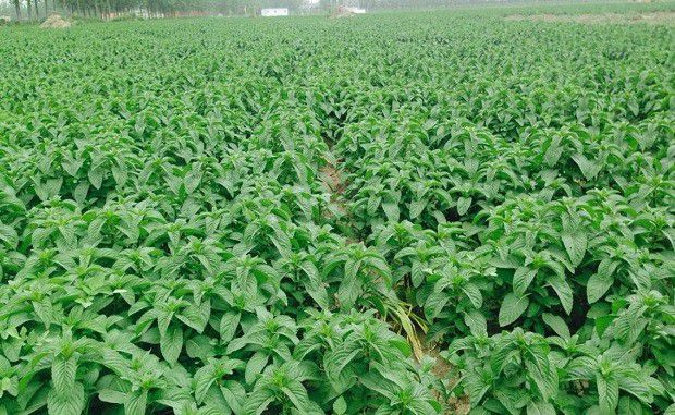 种植薄荷如何追肥?