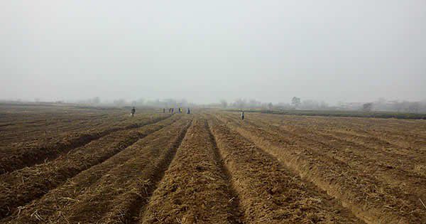 种植薄荷前如何整地?