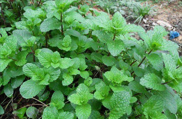 常见的薄荷品种有哪些?