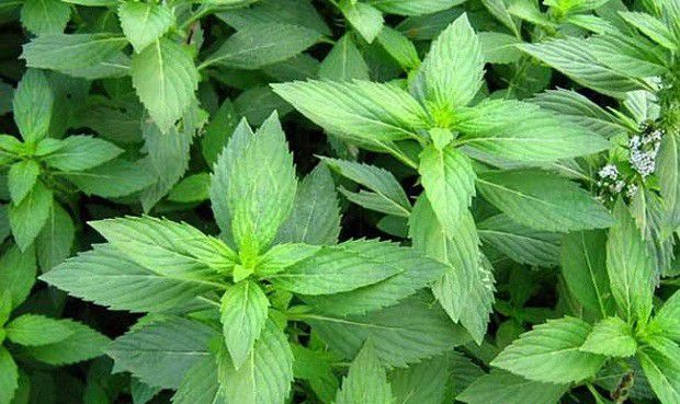 常见的薄荷品种有哪些?