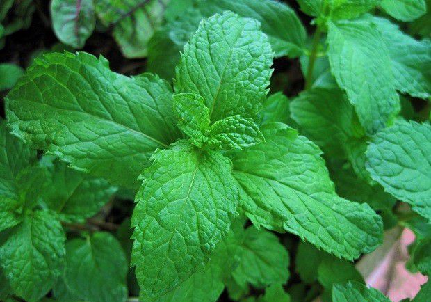 怎么样的环境适宜种植薄荷?