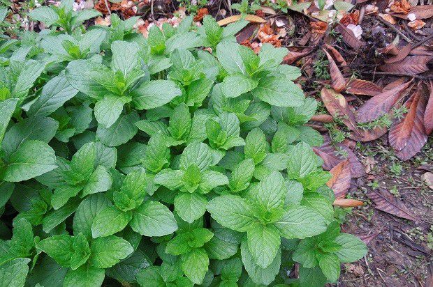 怎么样的环境适宜种植薄荷?