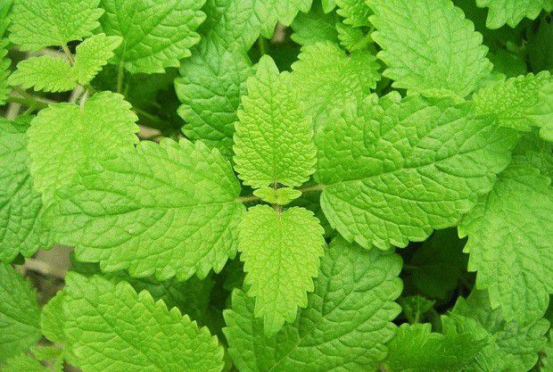 薄荷的生长有什么特点?