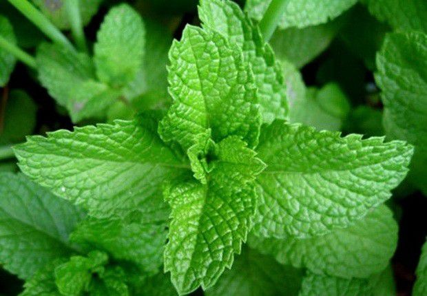 什么是薄荷?