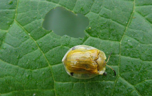 甘草有哪些害虫需要防治?