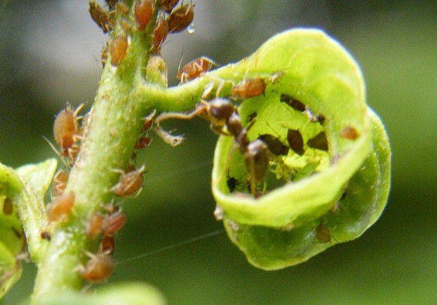 甘草有哪些害虫需要防治?