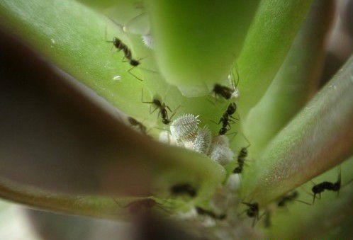 甘草有哪些害虫需要防治?