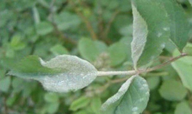 甘草有哪些病害需要防治?