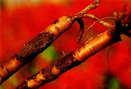 甘草有哪些病害需要防治?