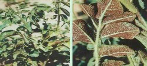 甘草有哪些病害需要防治?