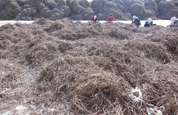 种植甘草如何采收?