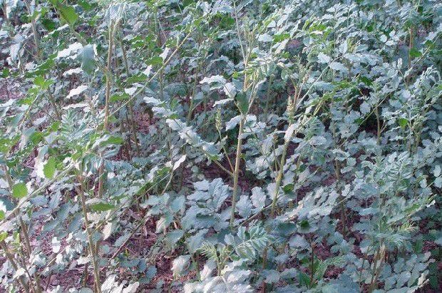 种植甘草如何管理?