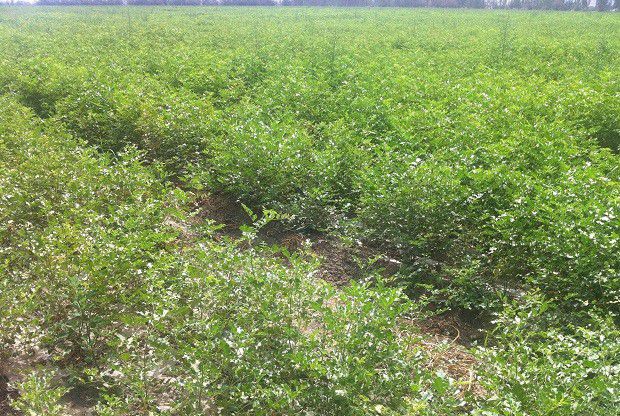 种植甘草如何管理?