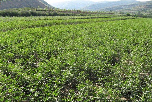 种植甘草如何管理?