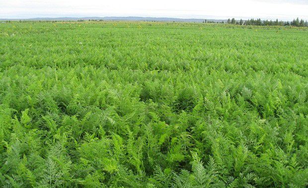 种植甘草如何管理?